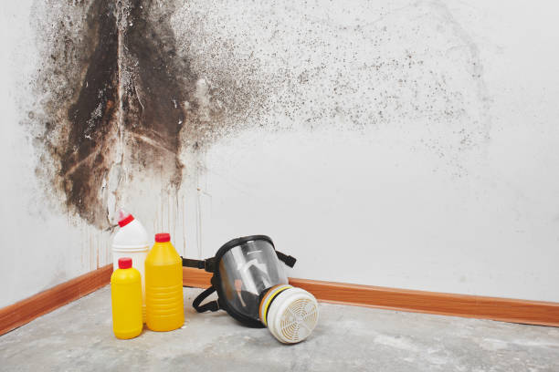 Best Forensic Mold Investigation  in Angleton, TX