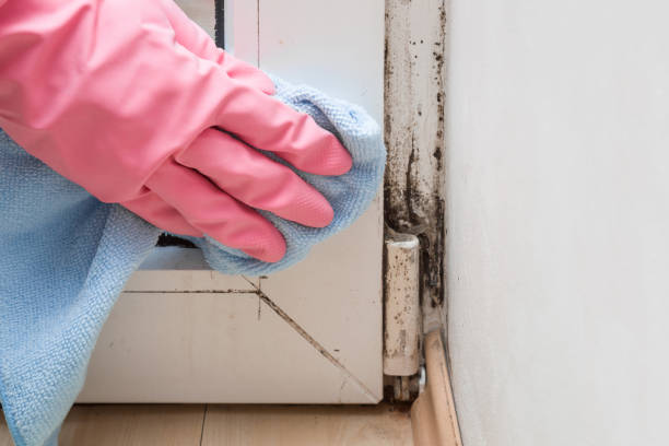 Best HVAC Mold Inspection and Cleaning  in Angleton, TX